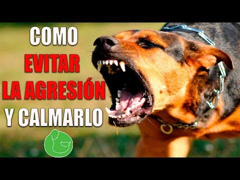 Consejos expertos para cortar el pelo a un perro agresivo de forma segura